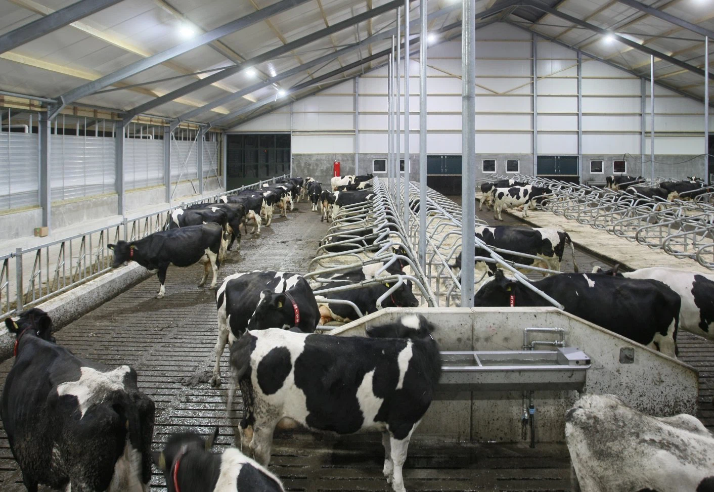 product-759-523 dairy-cattle-led-lighting-ni