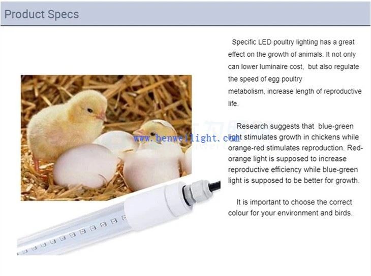 best light for chicken coop