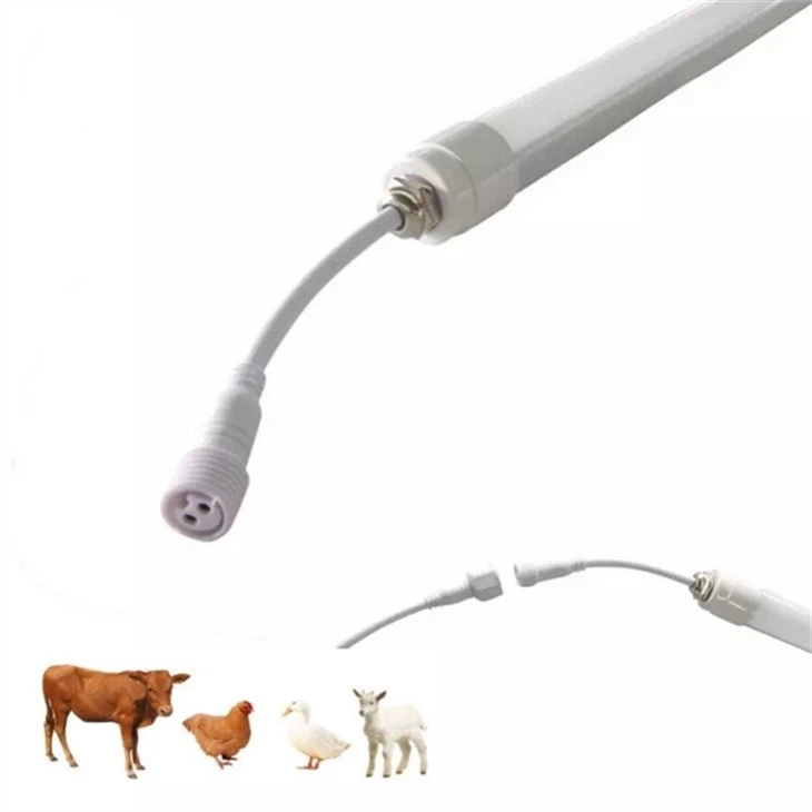 Lampu Penternakan Lembu