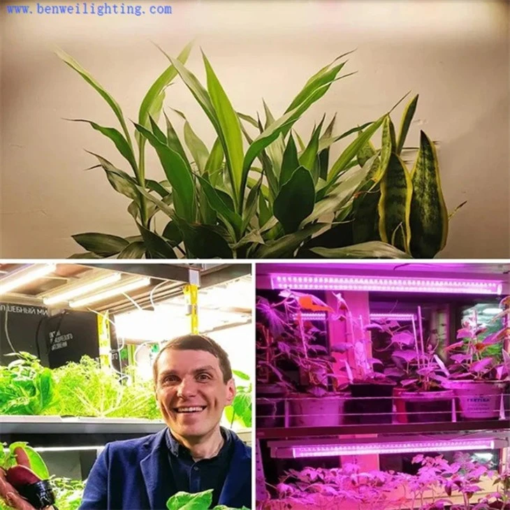 best grow lights for indoor plants
