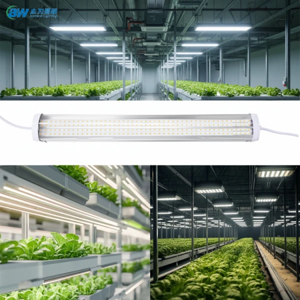product-600-600 product-600-600
