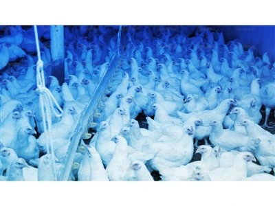 Lampu Ayam Led Biru